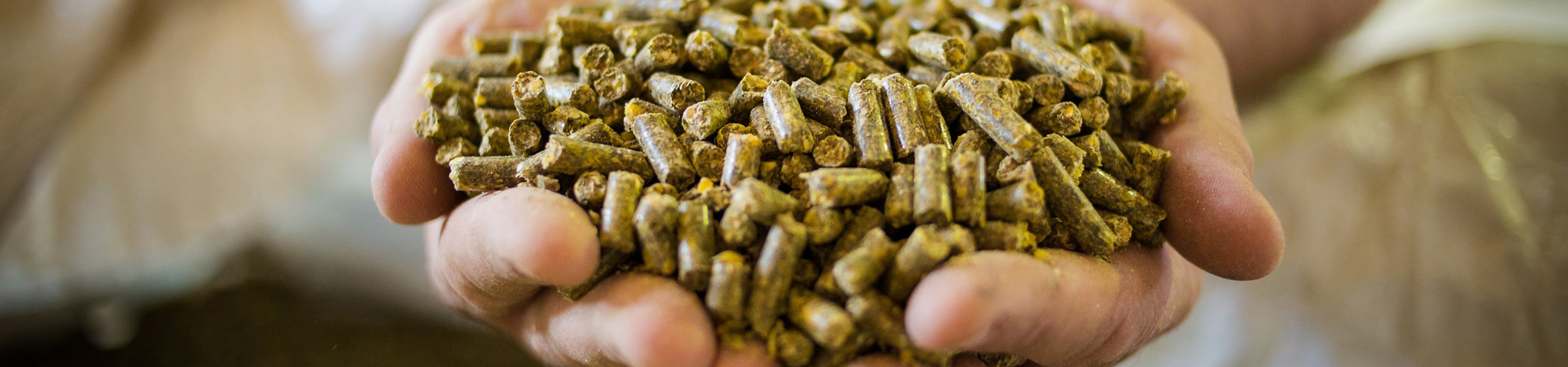 Nguyên liệu thức ăn chăn nuôi