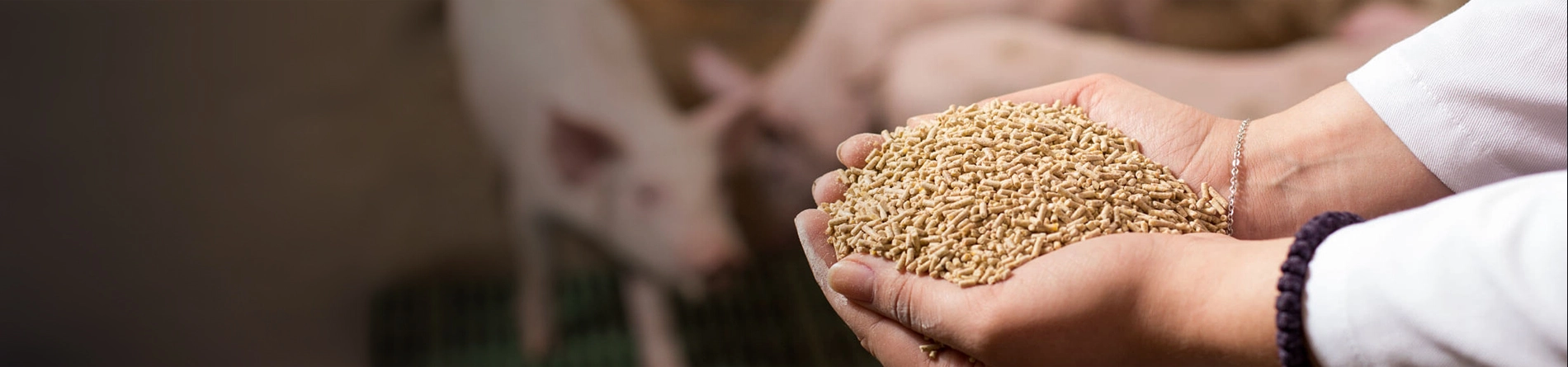 Bộ sản phẩm dành cho lợn