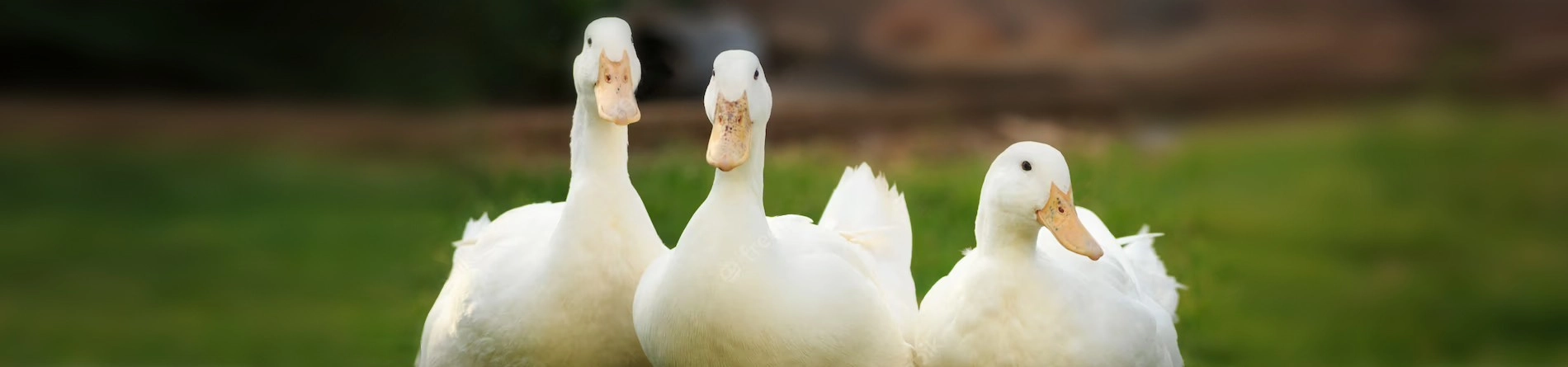 Bộ sản phẩm dành ngan, vịt