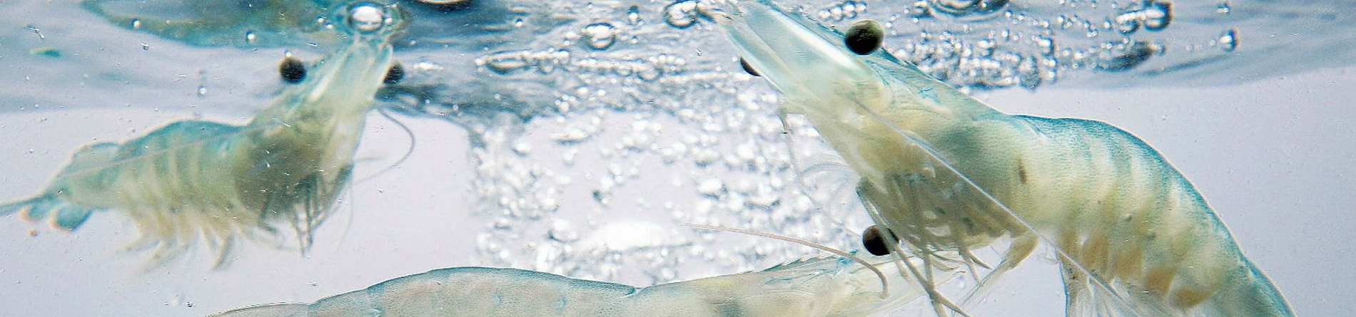 Kĩ thuật thuỷ sản