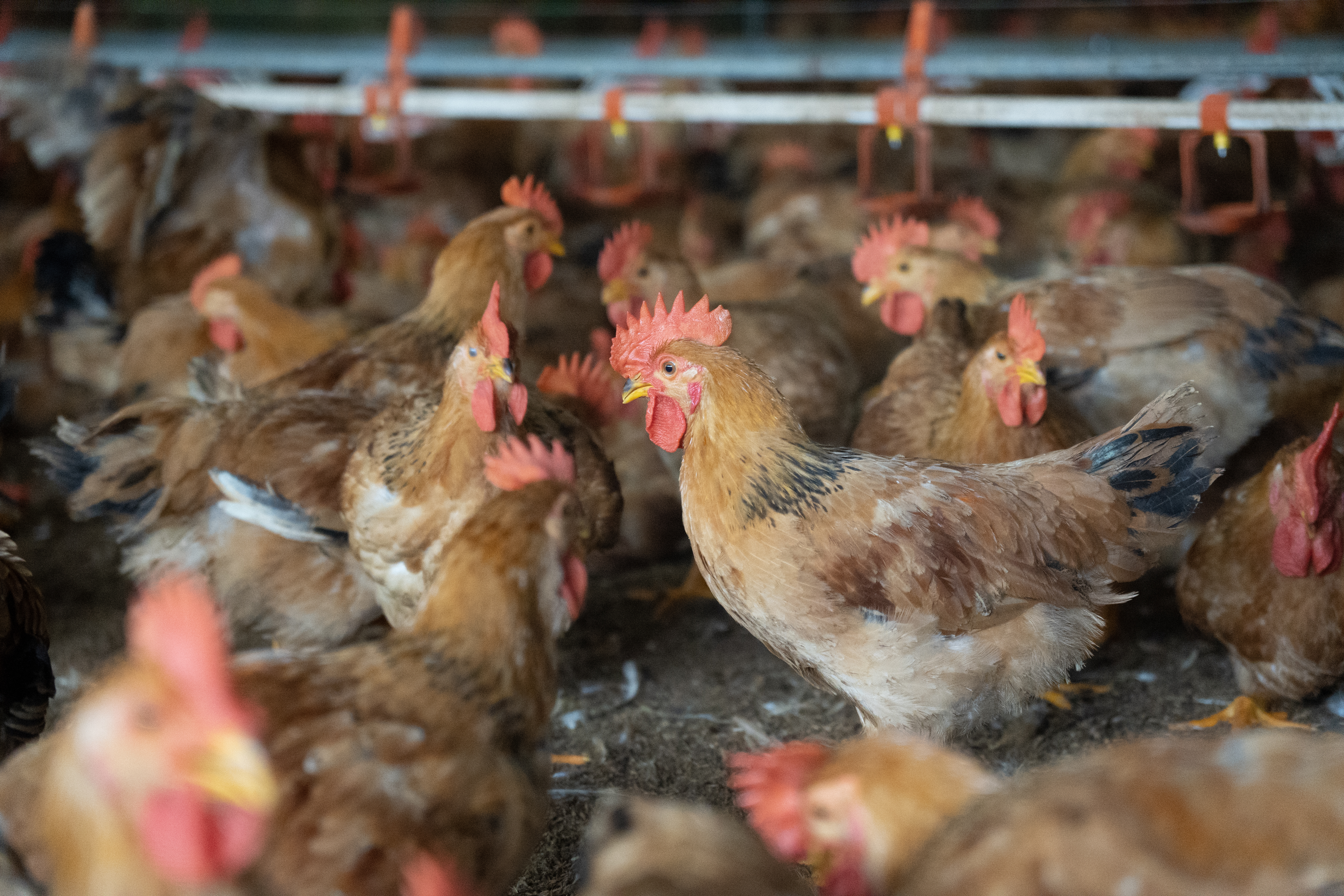 BỆNH ĐẦU ĐEN TRÊN GÀ